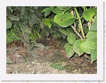 Egels in de tuin 014 * 3648 x 2736 * (5.67MB)